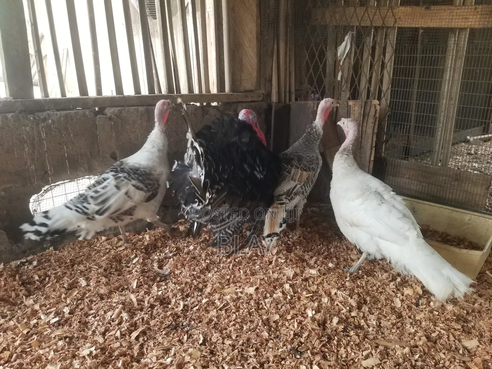 Live Matured Turkeys for Sale