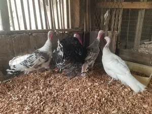 Live Matured Turkeys for Sale