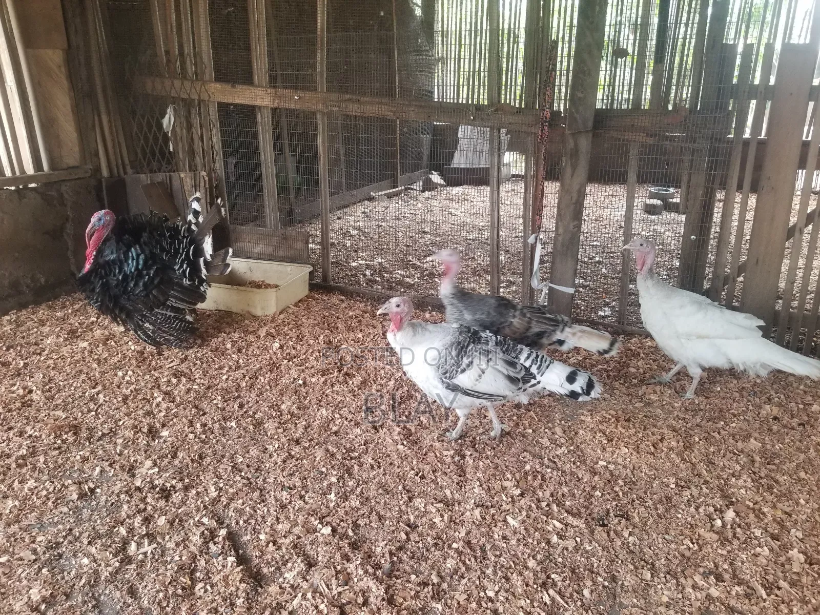 Live Matured Turkeys for Sale