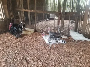 Live Matured Turkeys for Sale