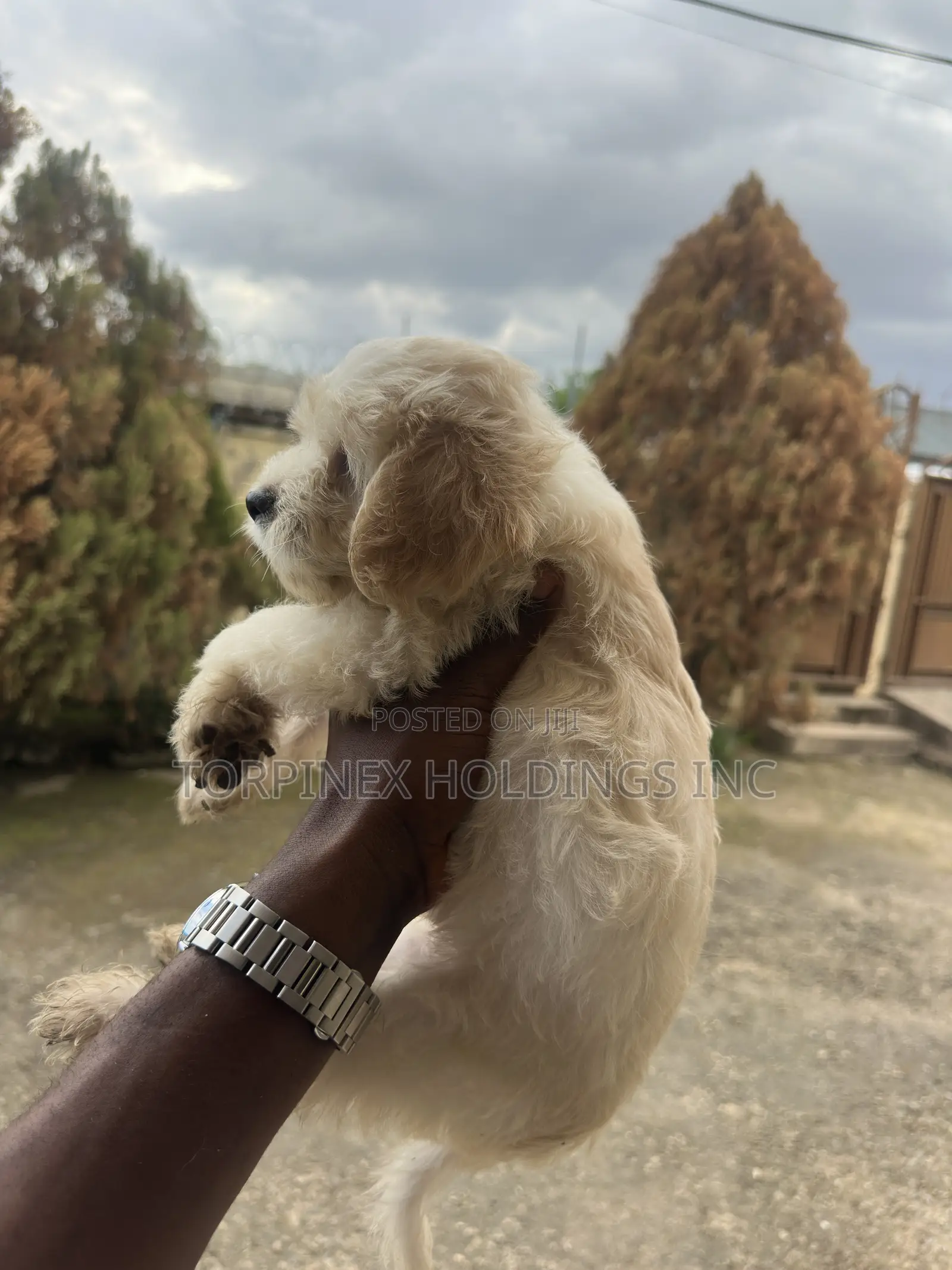 1-3 months Female Purebred Poodle