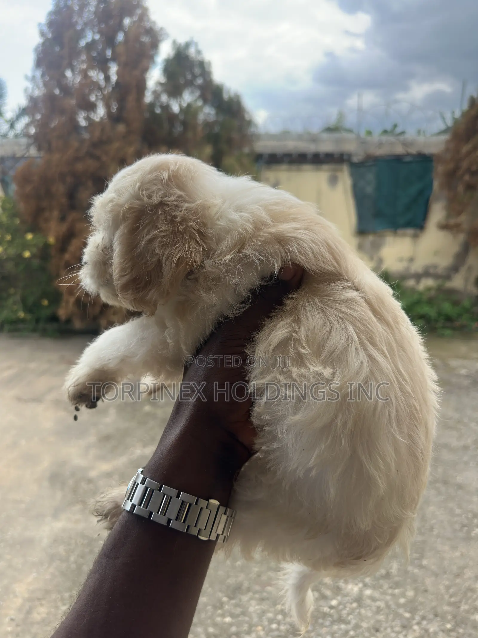 1-3 months Female Purebred Poodle