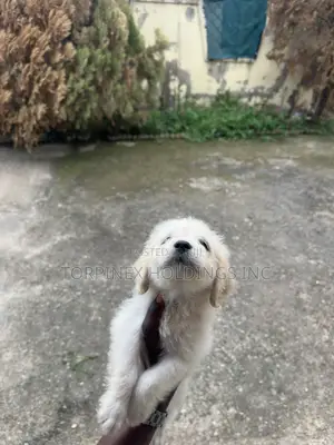 1-3 months Female Purebred Poodle