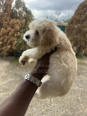 1-3 months Female Purebred Poodle