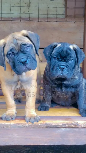 1-3 months Male Purebred Bullmastiff