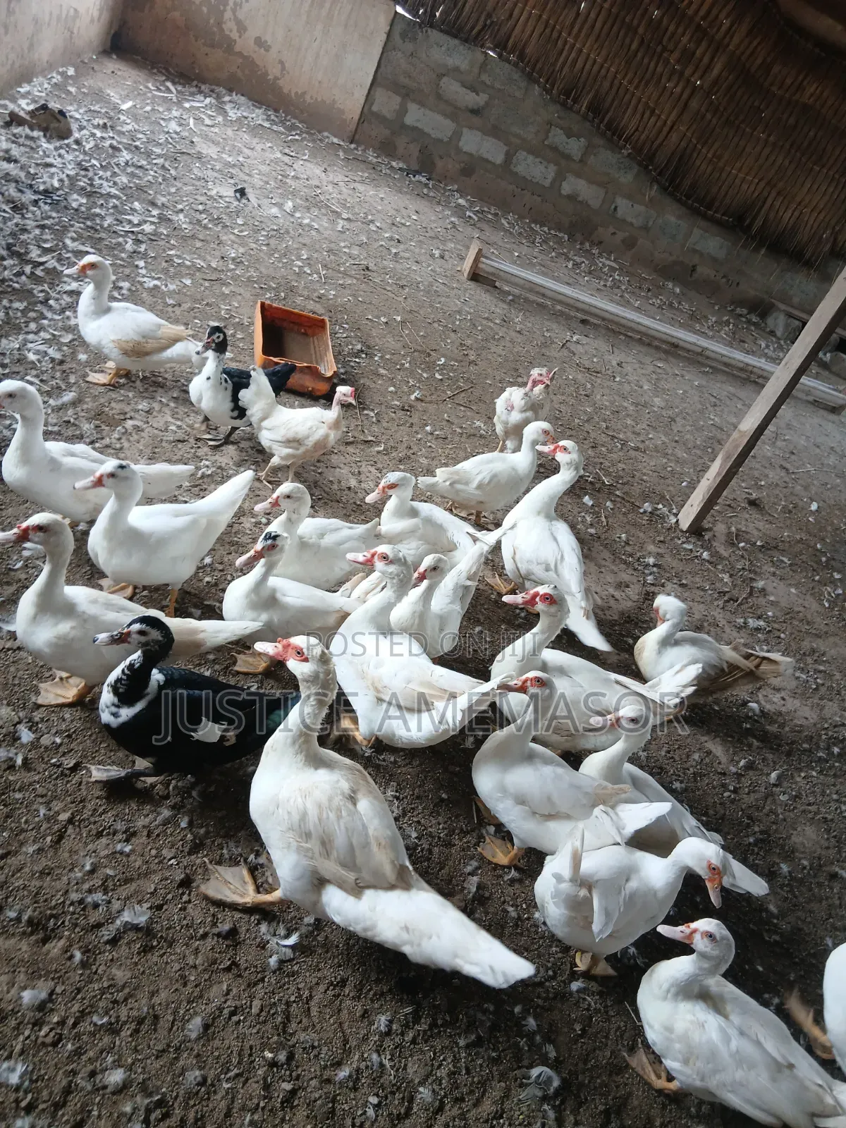 Muscovy Ducks for Sale.