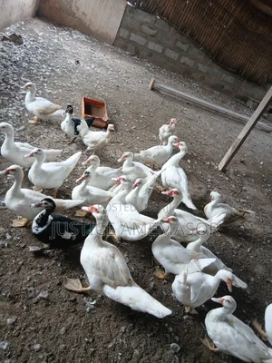 Muscovy Ducks for Sale.