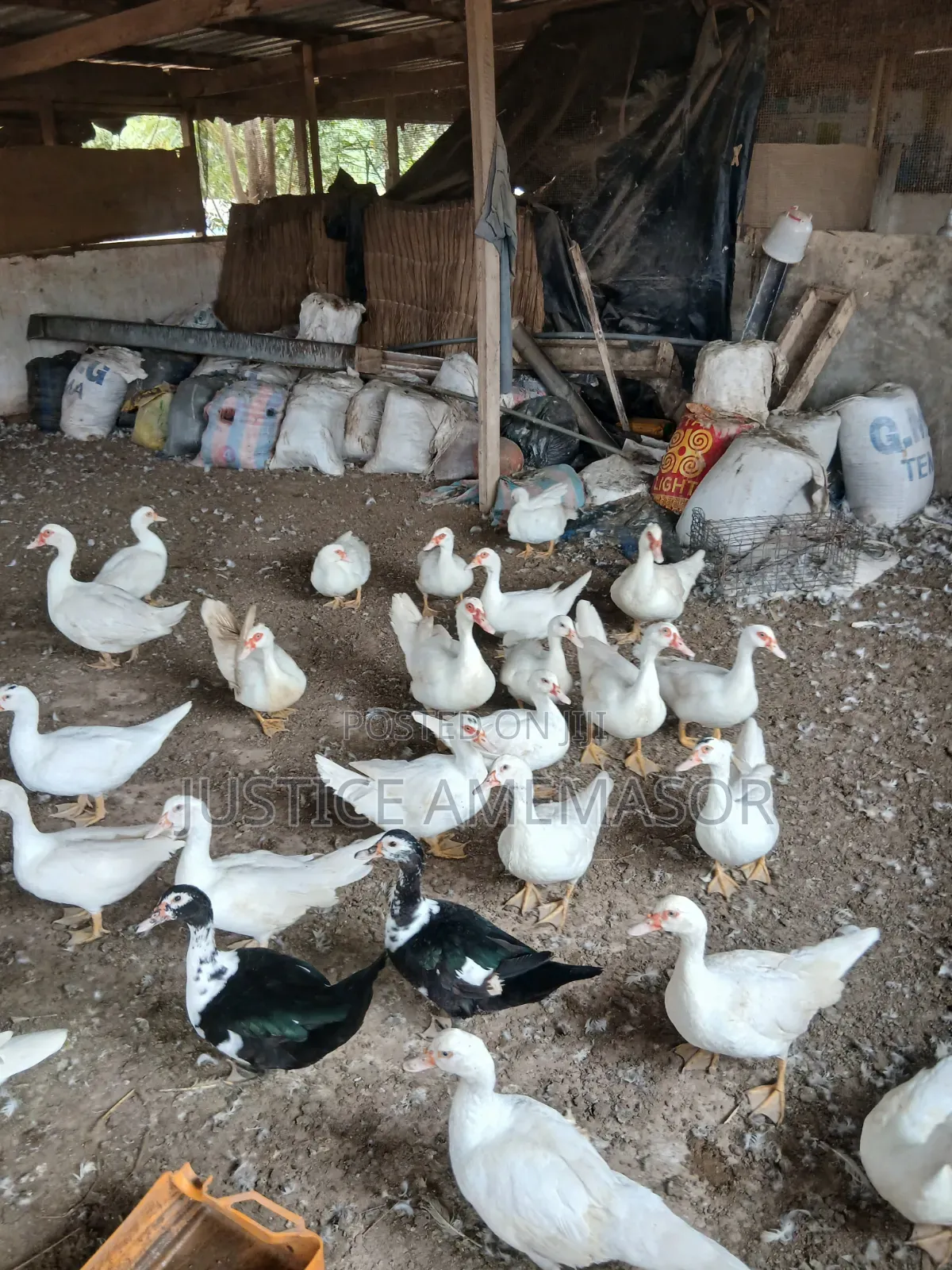 Muscovy Ducks for Sale.