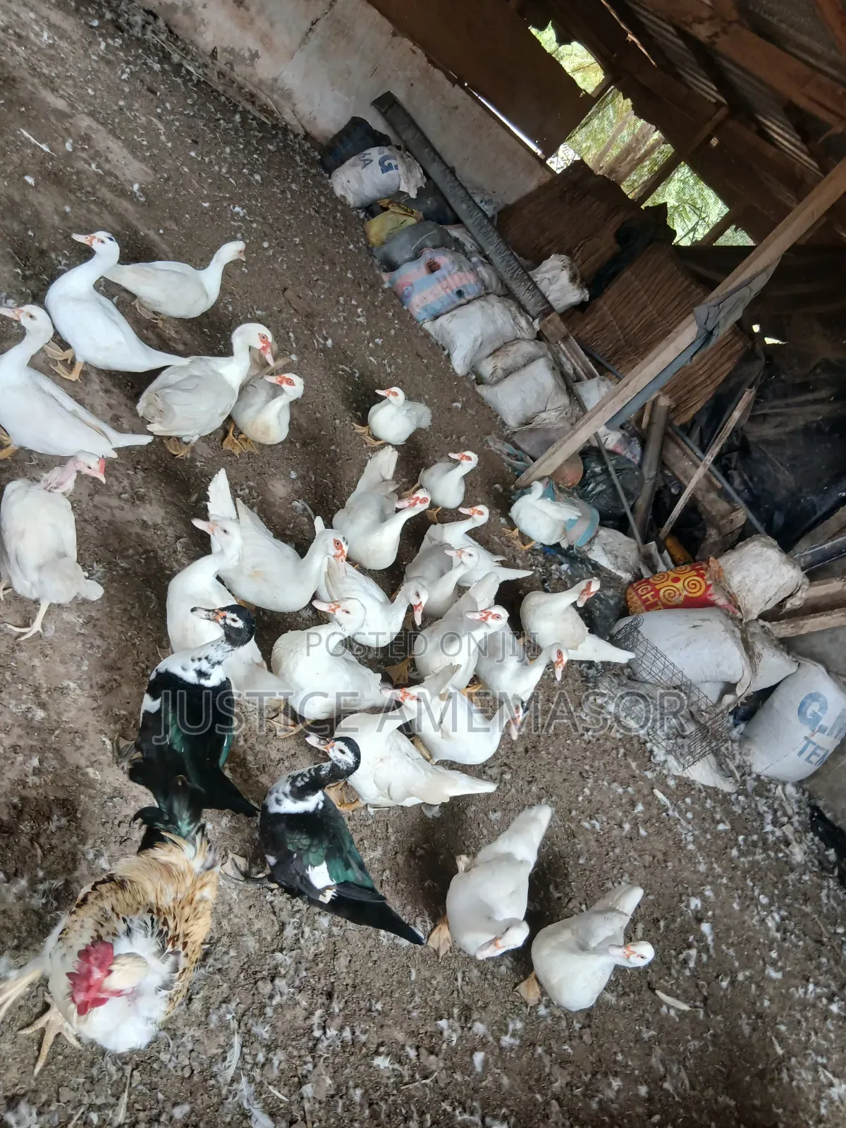 Muscovy Ducks for Sale.
