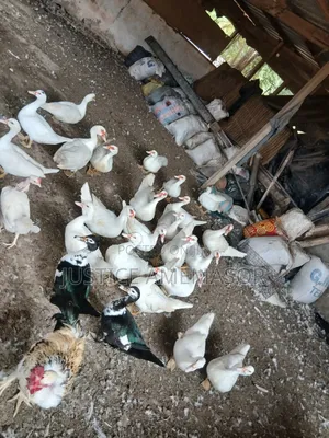 Muscovy Ducks for Sale.