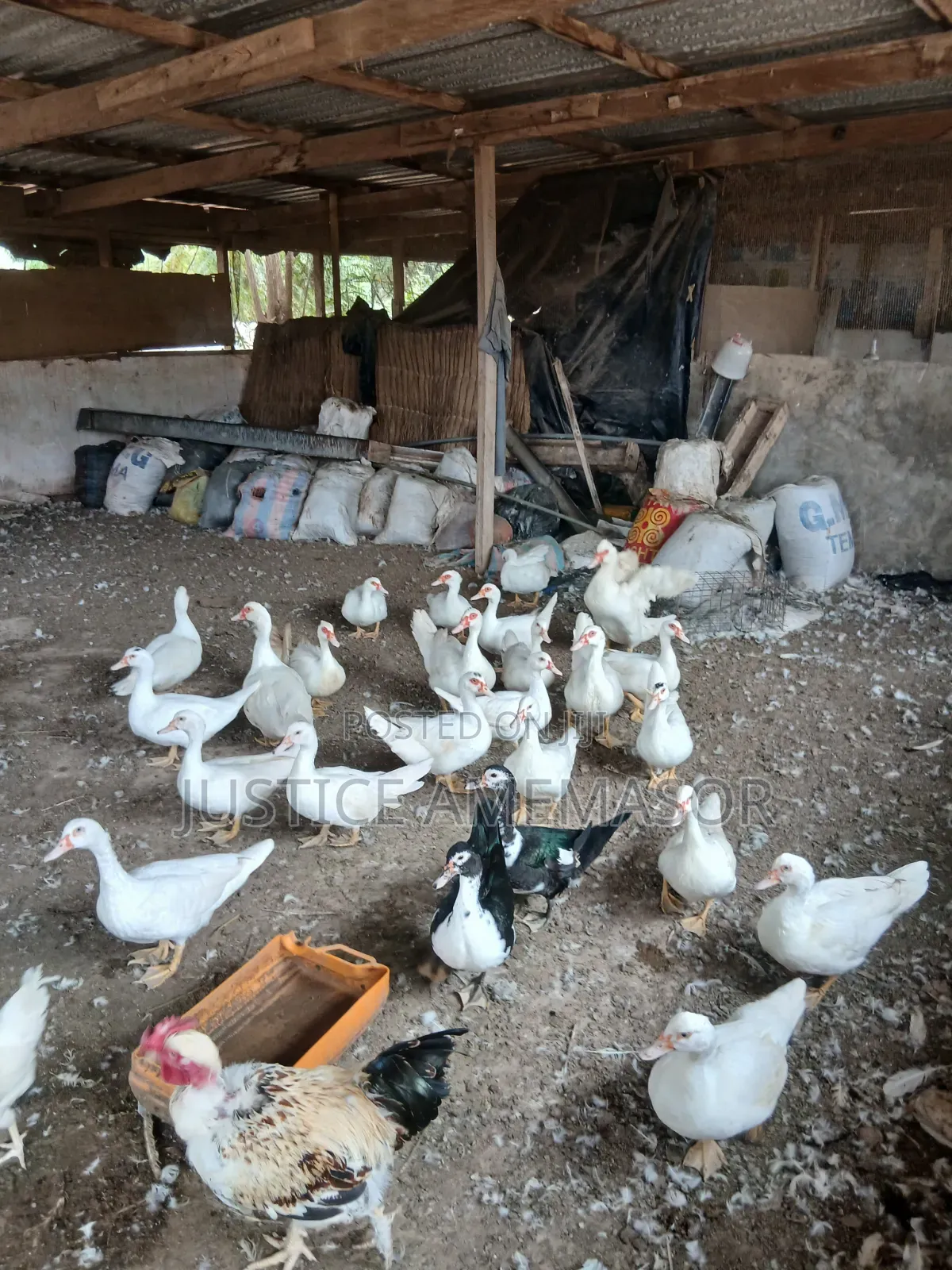 Muscovy Ducks for Sale.