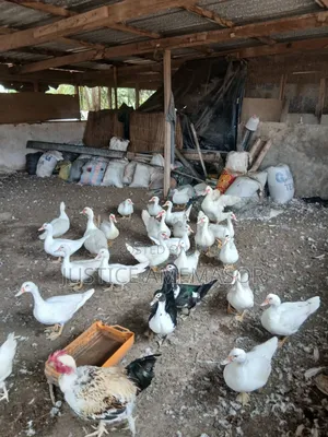 Muscovy Ducks for Sale.