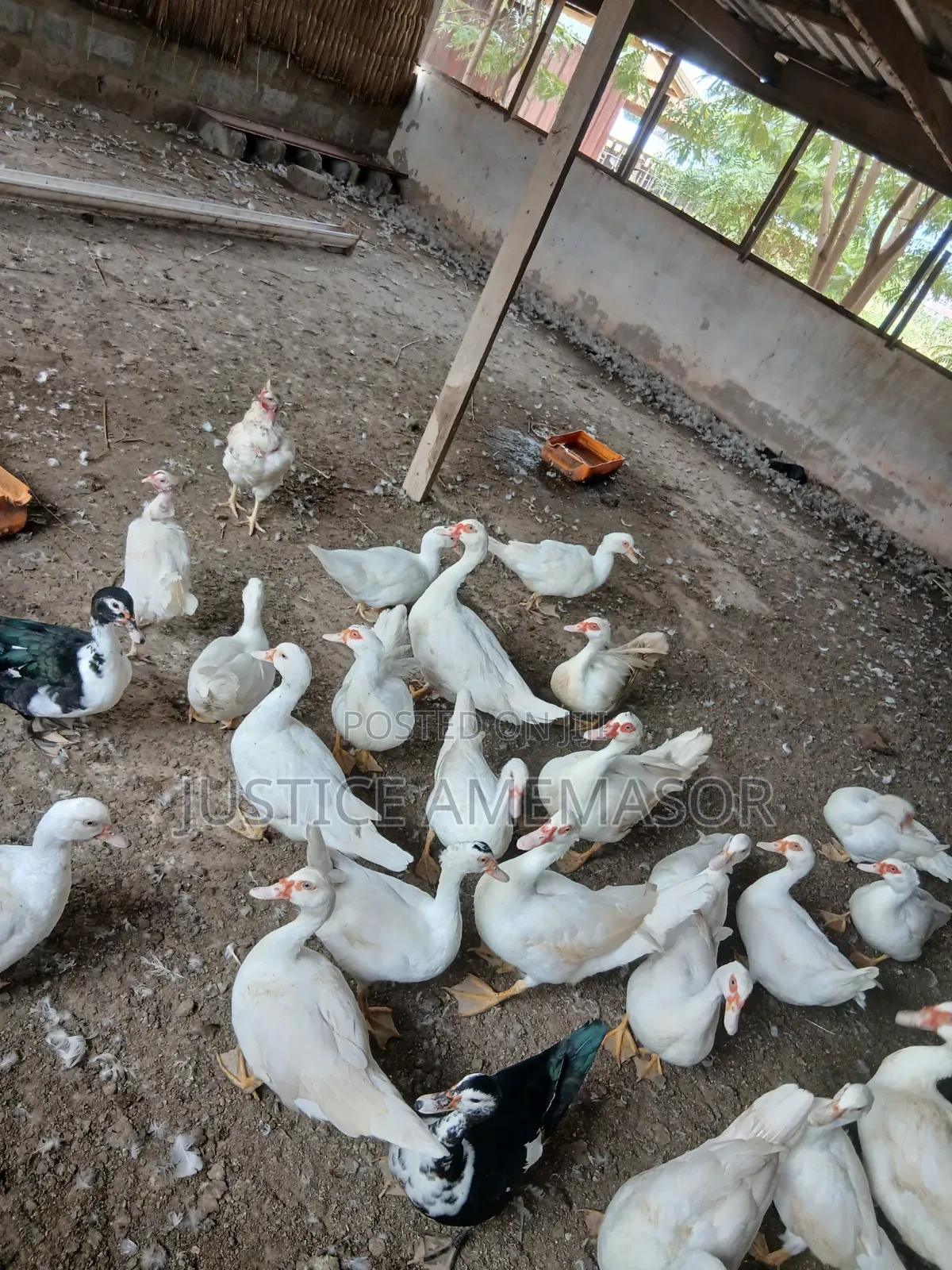 Muscovy Ducks for Sale.