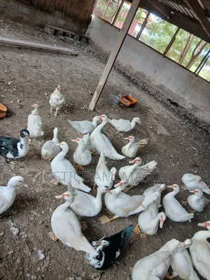Muscovy Ducks for Sale.