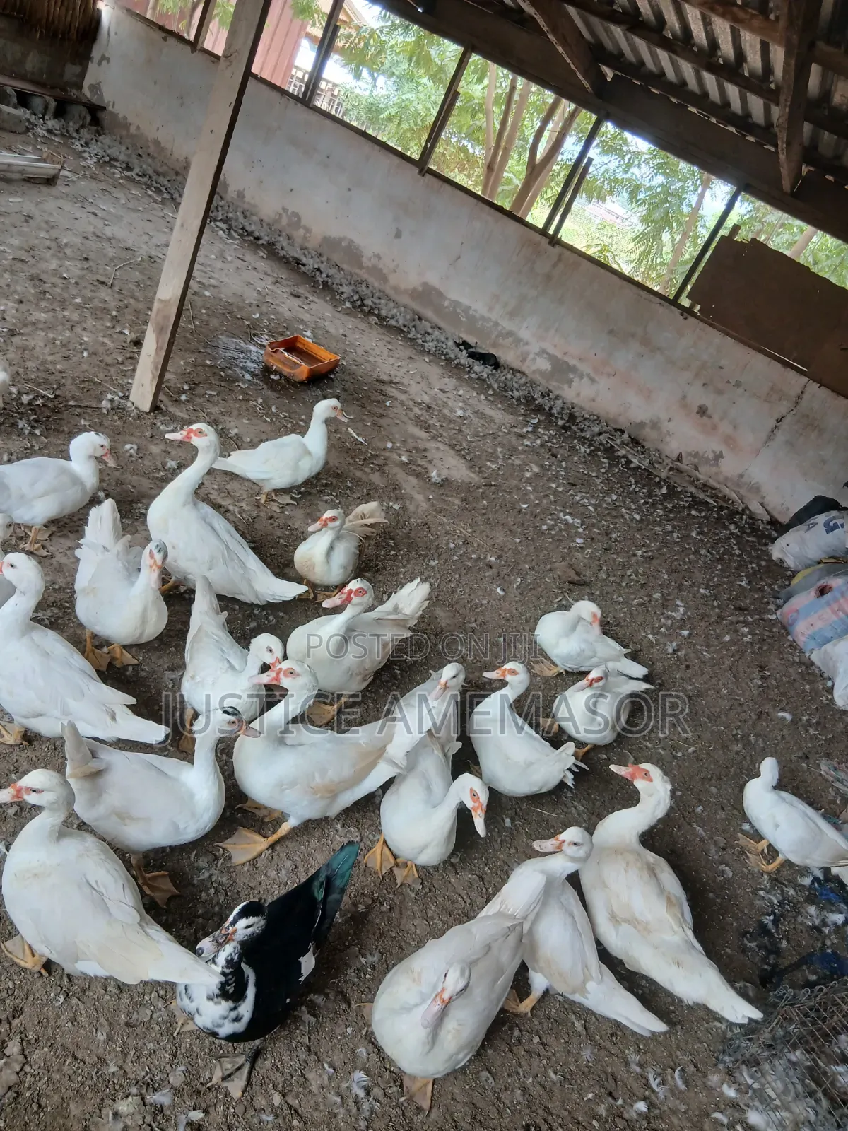 Muscovy Ducks for Sale.