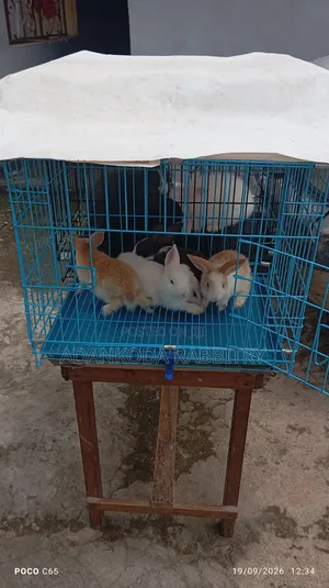 Promotion, Get Two Rabbit and Cage