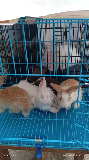 Promotion, Get Two Rabbit and Cage