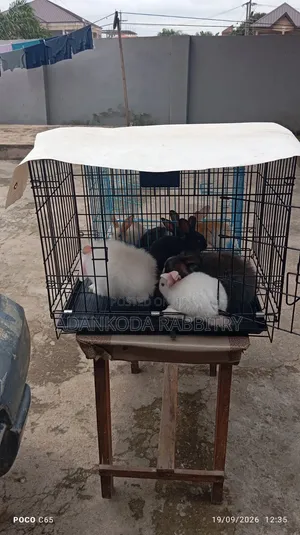 Promotion, Get Two Rabbit and Cage