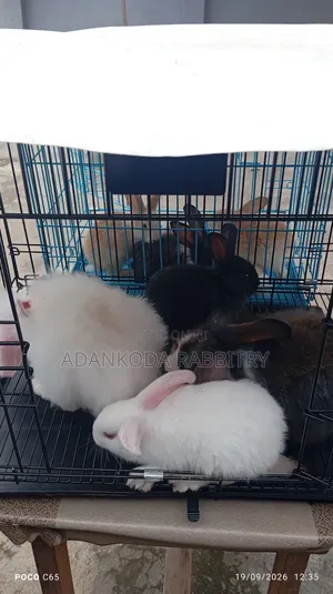 Promotion, Get Two Rabbit and Cage