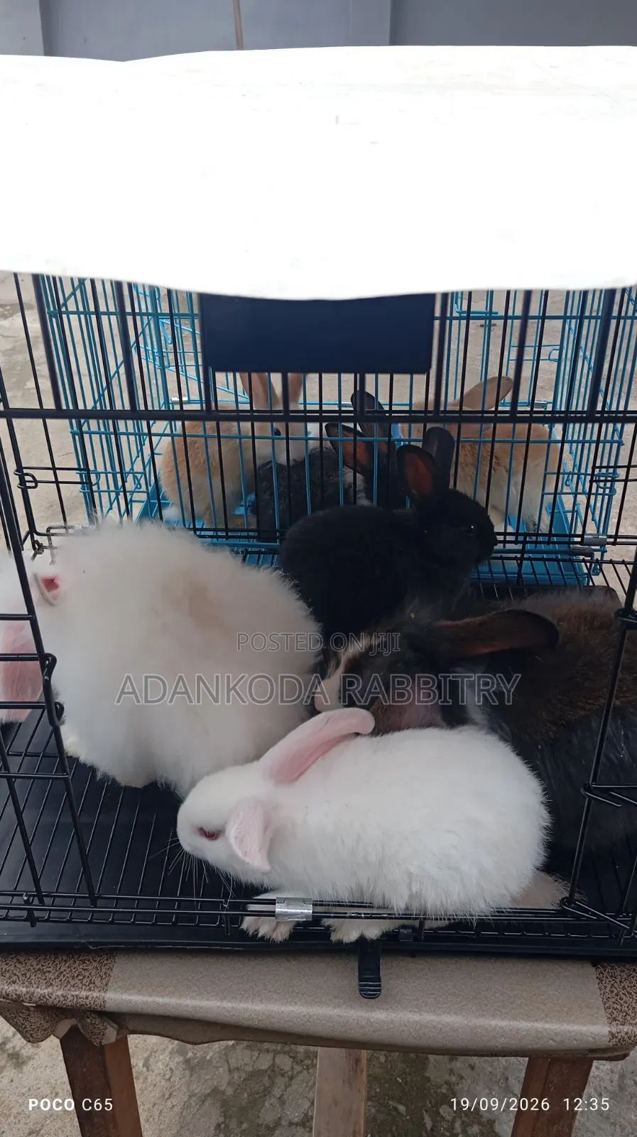 Promotion, Get Two Rabbit and Cage