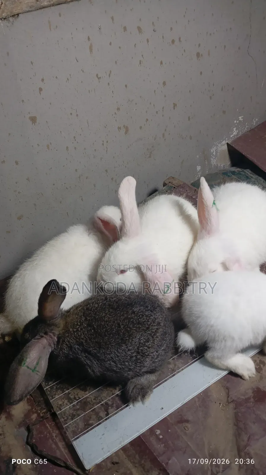 Promotion, Get Two Rabbit and Cage