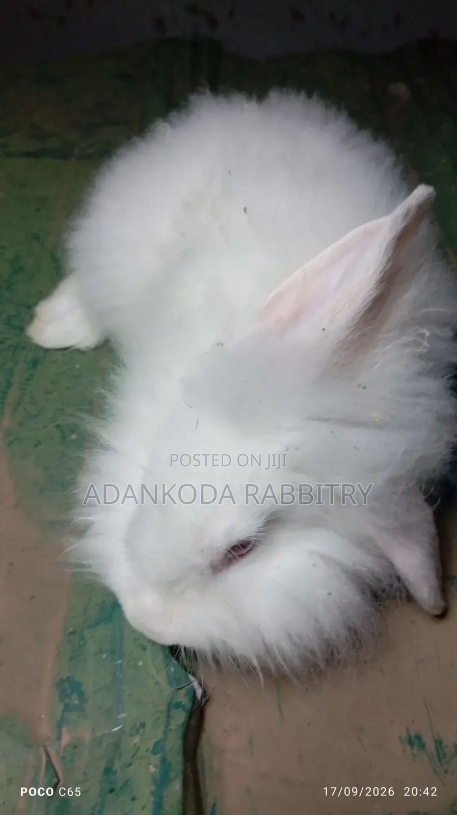 Promotion, Get Two Rabbit and Cage