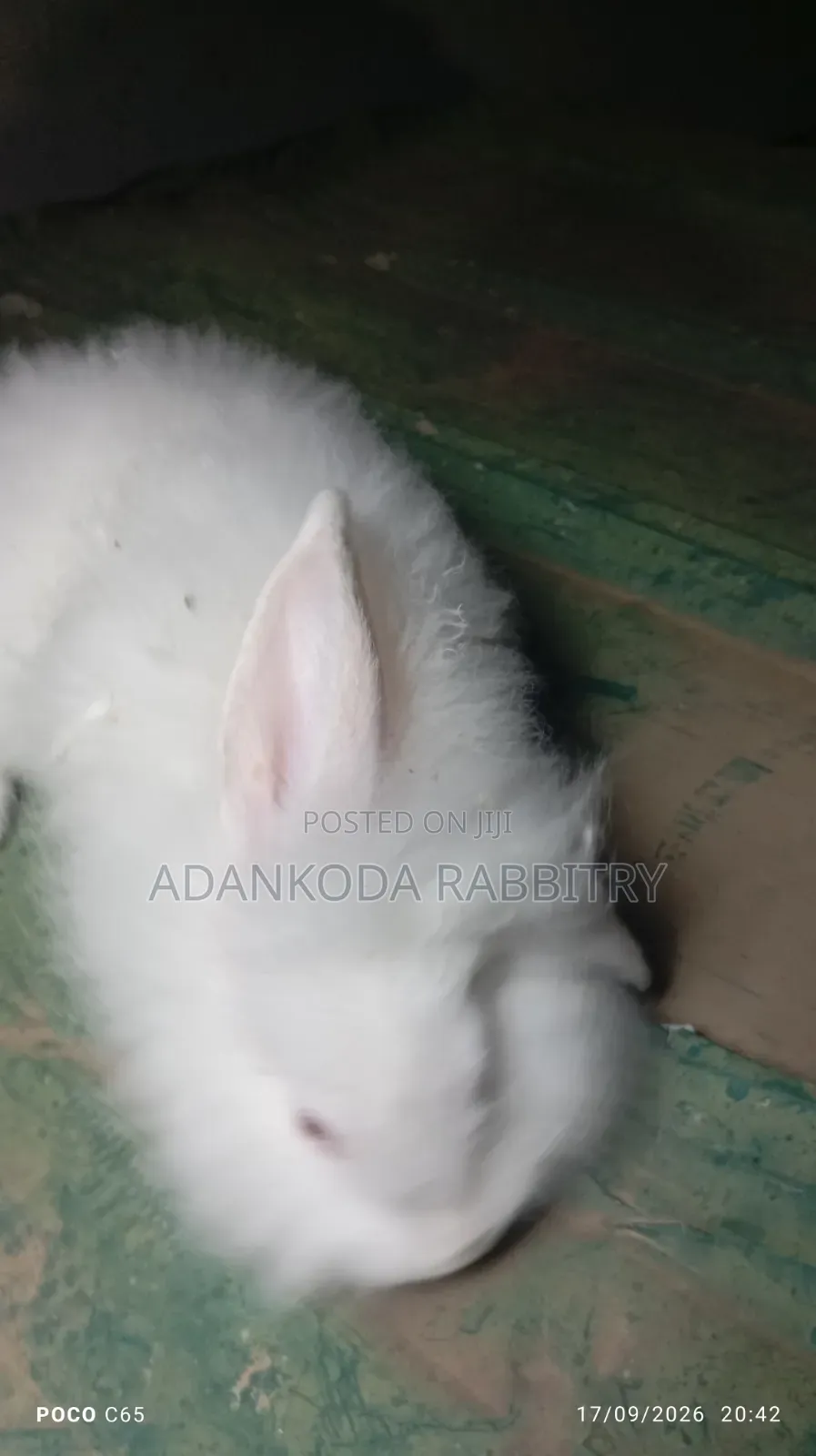 Promotion, Get Two Rabbit and Cage