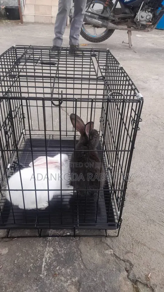 Promotion, Get Two Rabbit and Cage