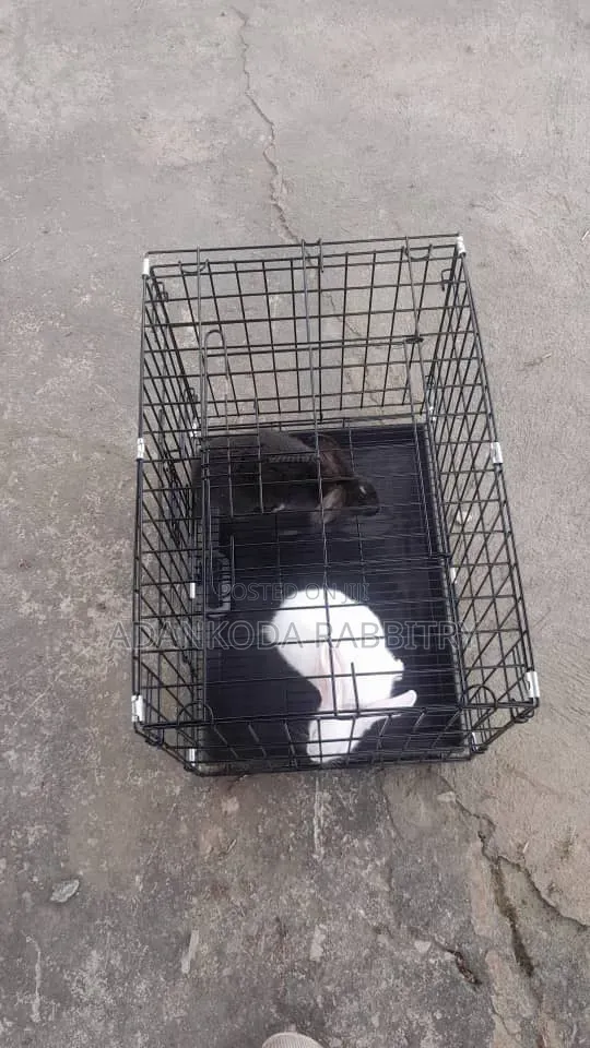 Promotion, Get Two Rabbit and Cage