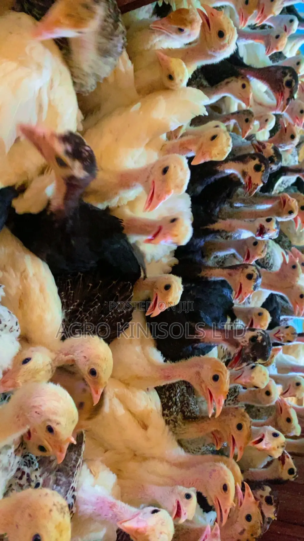 4 Weeks Turkeys