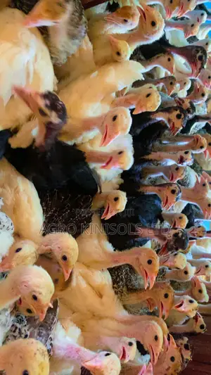 4 Weeks Turkeys