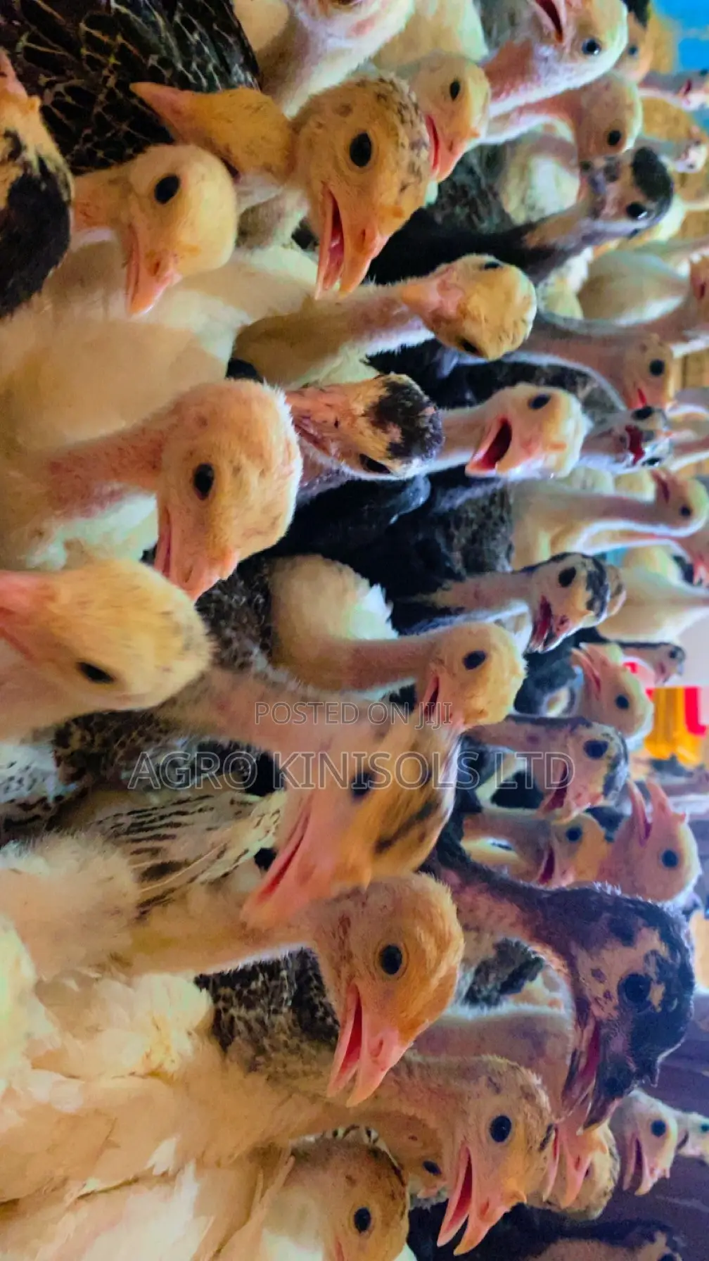 4 Weeks Turkeys