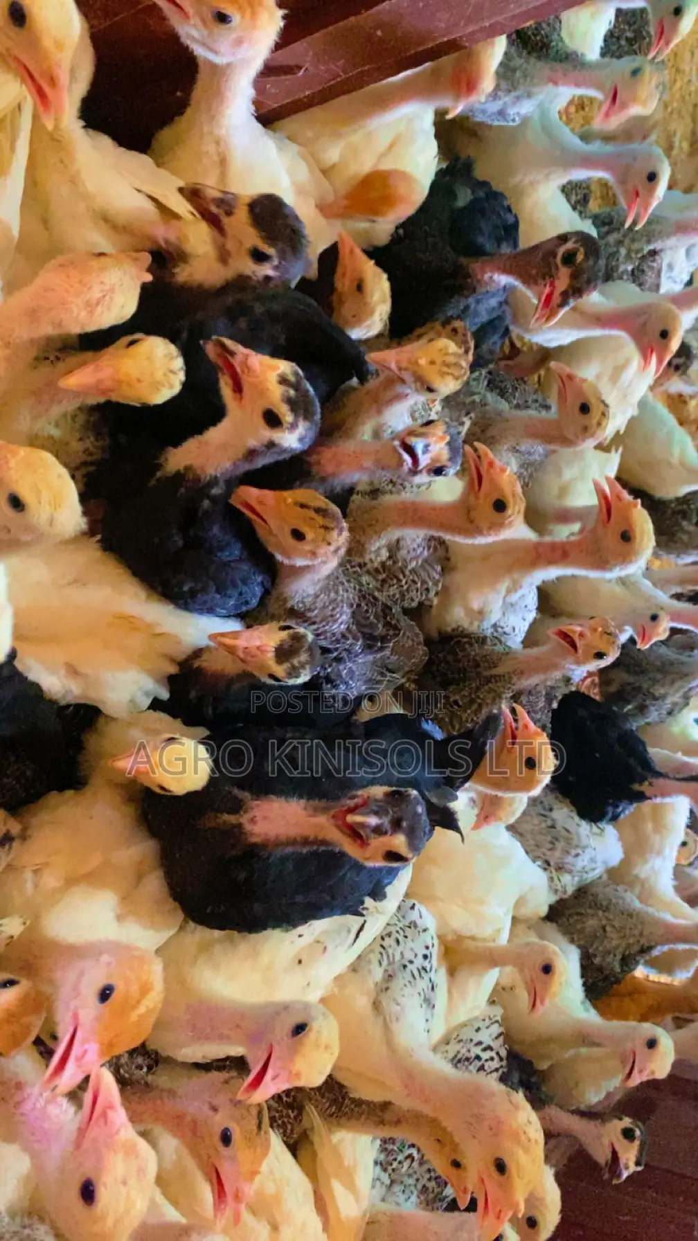 4 Weeks Turkeys