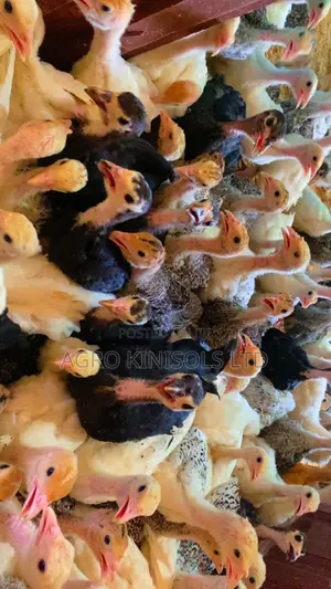 4 Weeks Turkeys