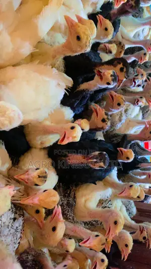 4 Weeks Turkeys