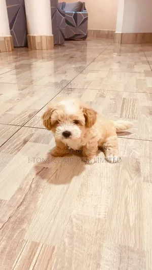 1-3 months Female Purebred Maltipoo
