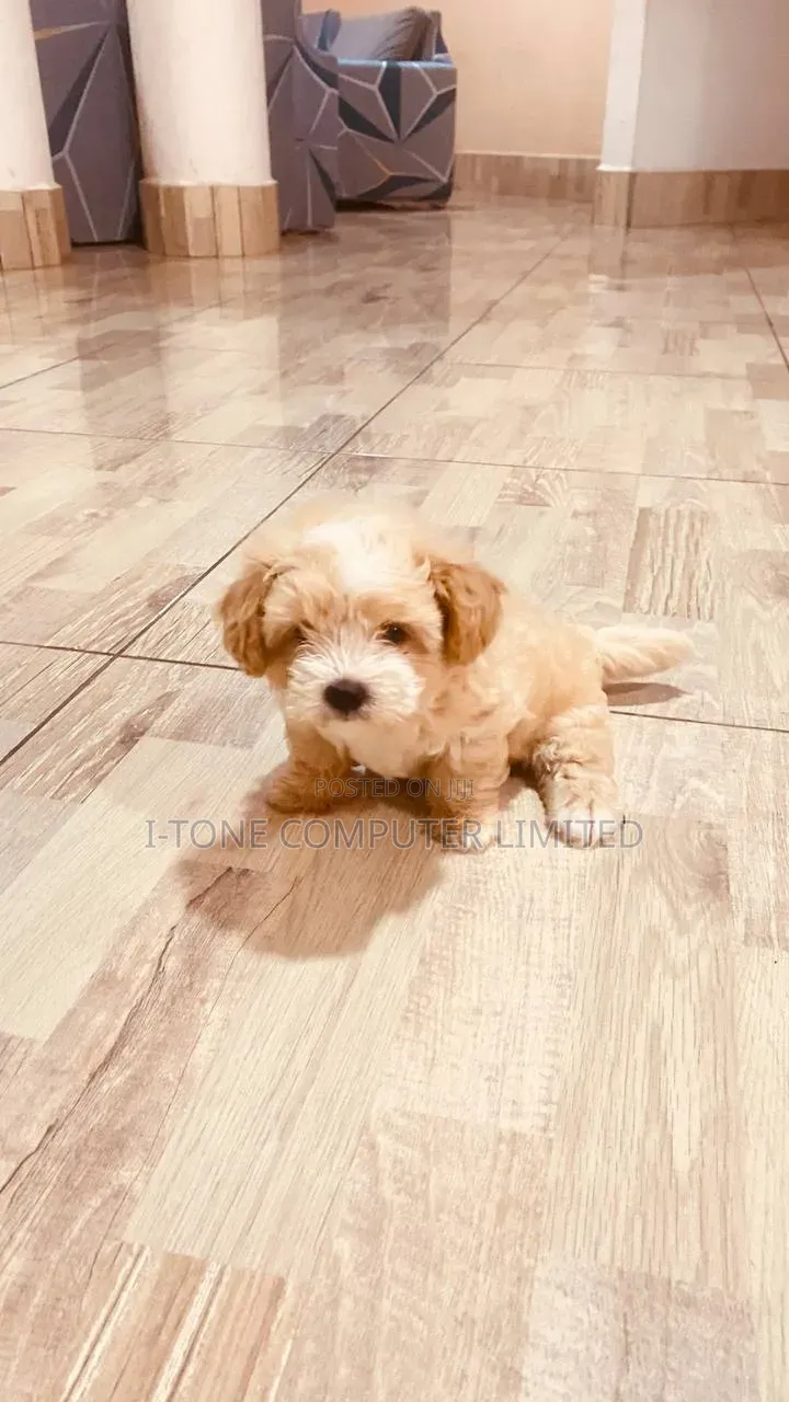 1-3 months Female Purebred Maltipoo