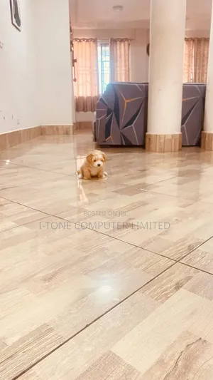 1-3 months Female Purebred Maltipoo