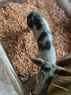 Live Pigs and Rabbit for Sale
