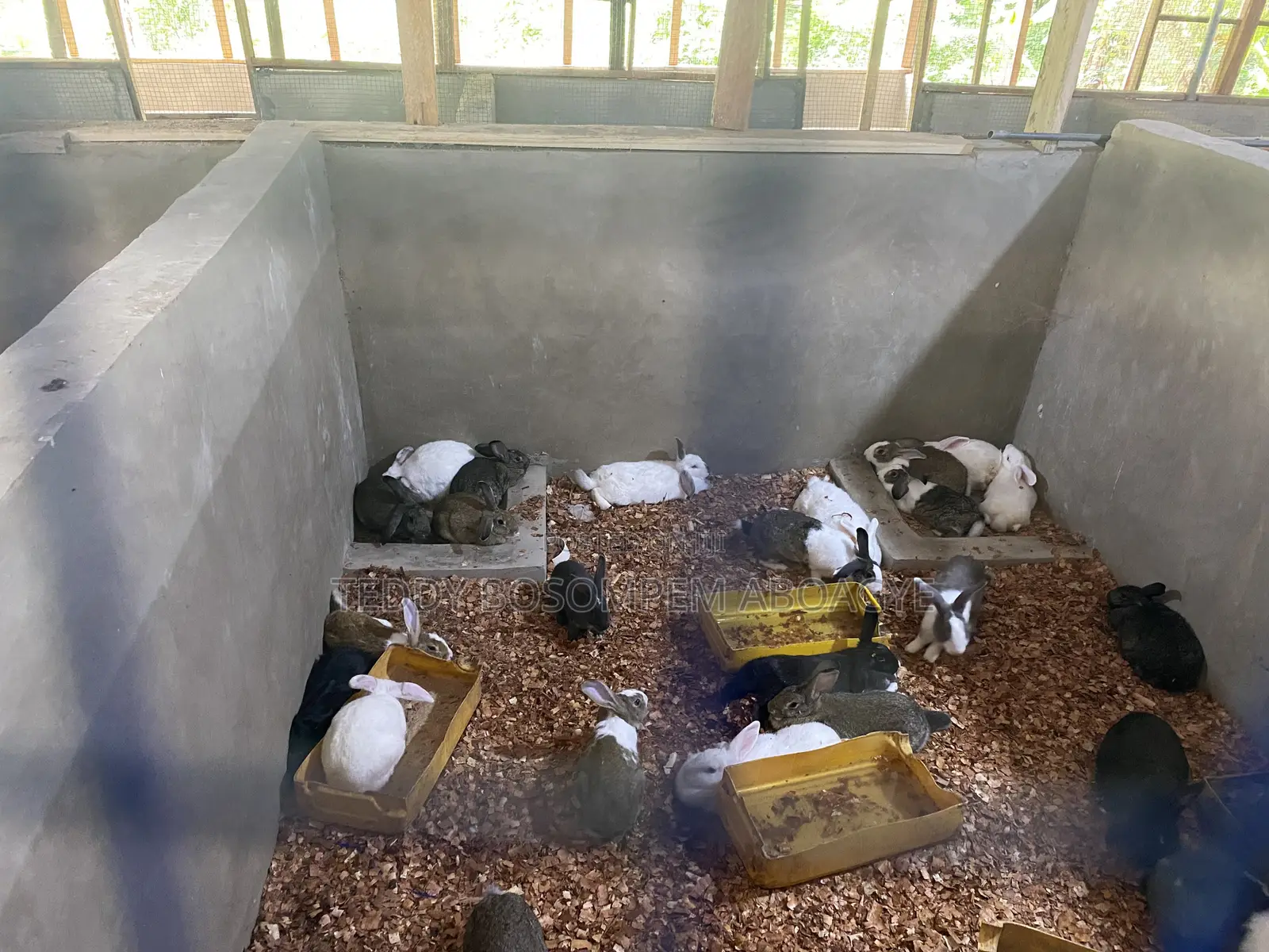 Live Pigs and Rabbit for Sale