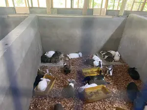 Live Pigs and Rabbit for Sale