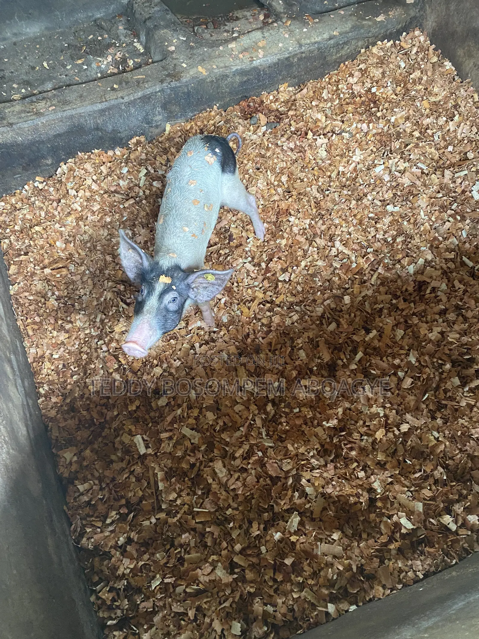 Live Pigs and Rabbit for Sale