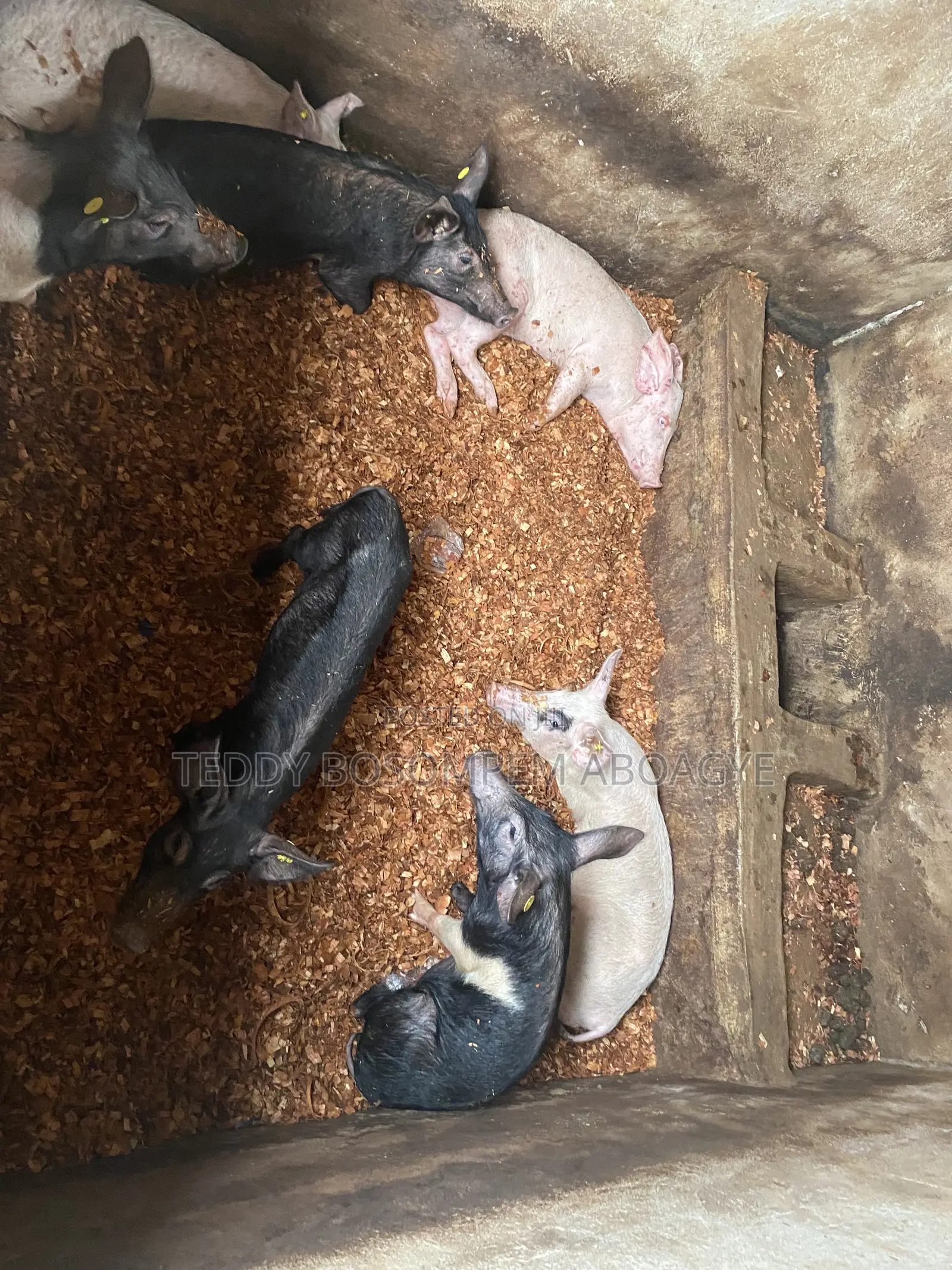 Live Pigs and Rabbit for Sale
