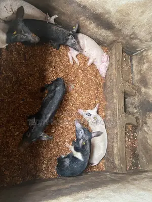 Live Pigs and Rabbit for Sale