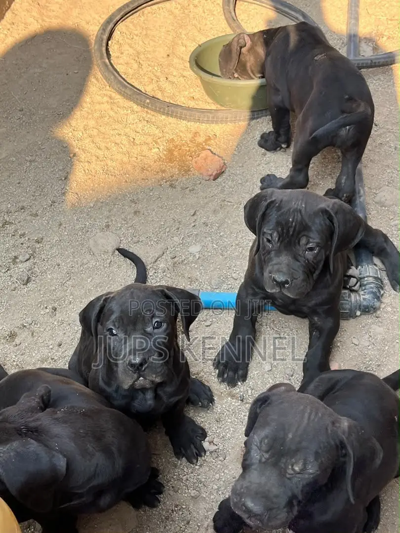 1-3 months Female Purebred Cane Corso