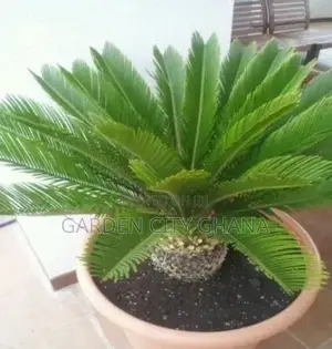 Flower Pot