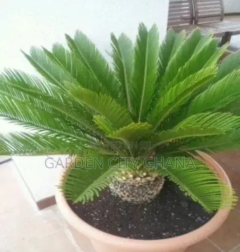 Flower Pot