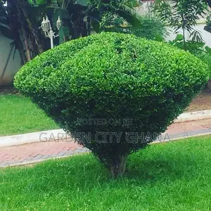Flower Pot