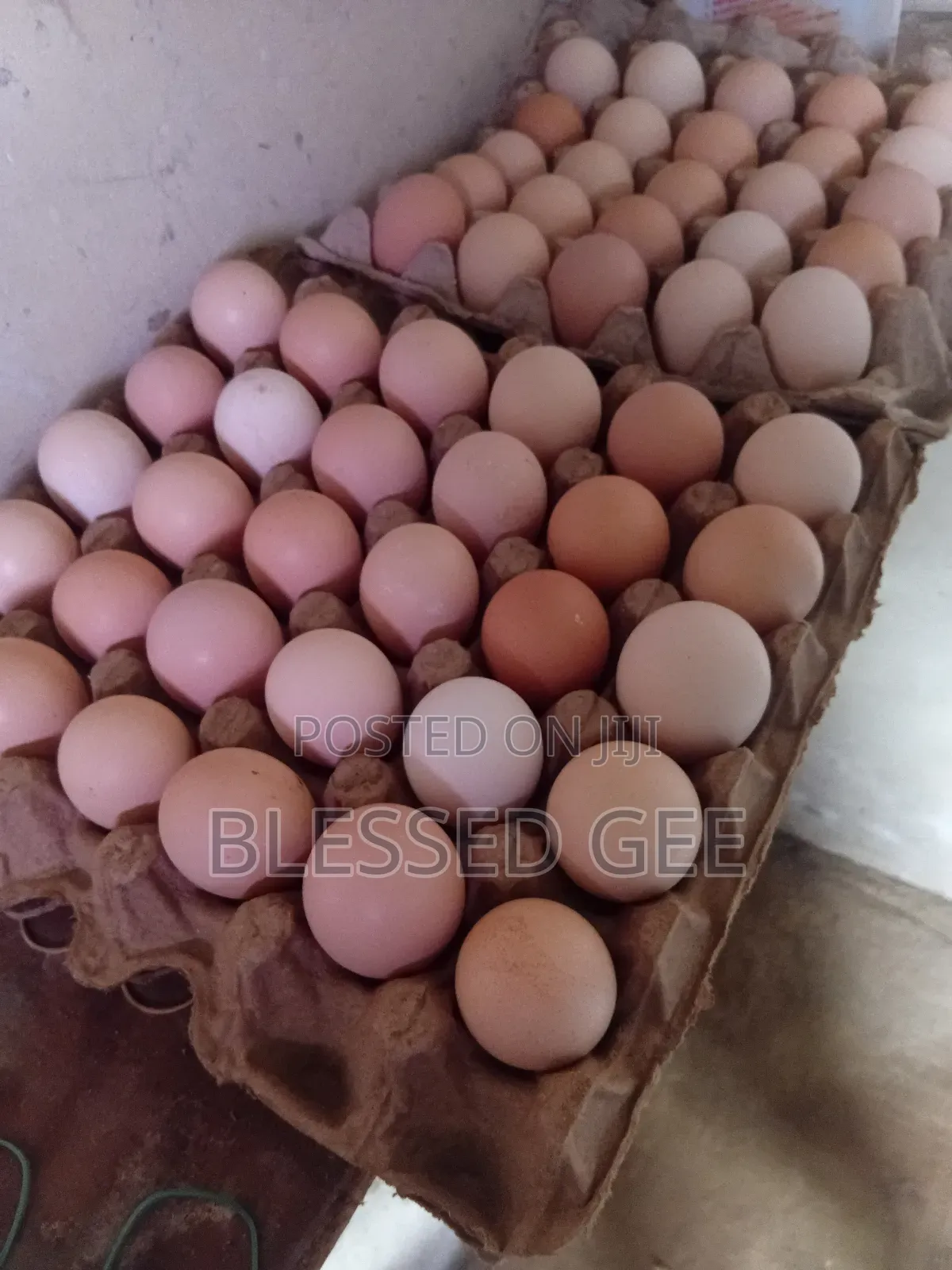 High Quality Sasso Fertile Eggs
