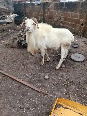 Sheep Is for Sale